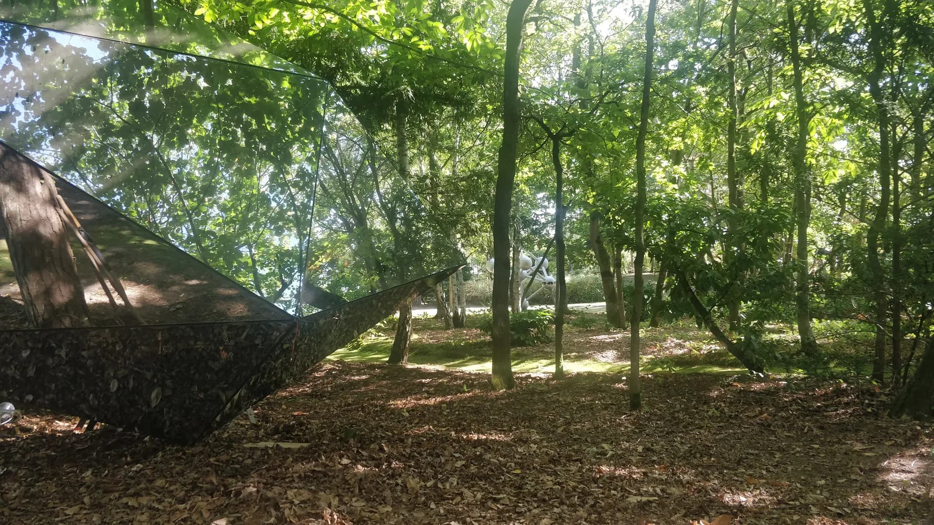 aLuminae vue rapprochée sous la canopée en plein soleil